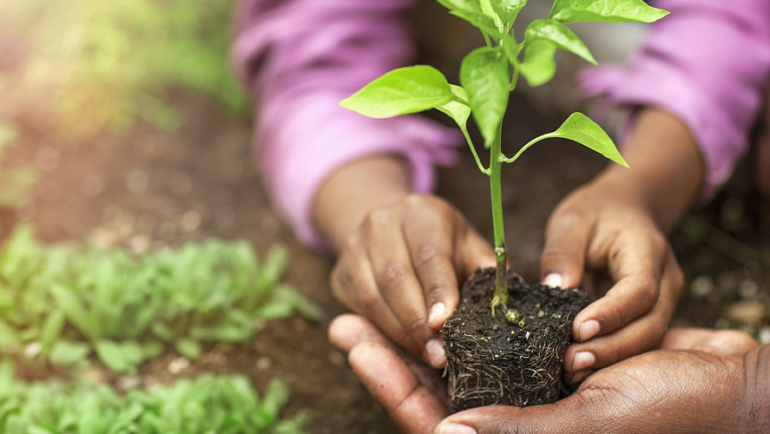 Growing food helps kids and parents connect to the earth.