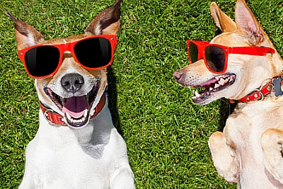 funny dogs wearing sunglasses